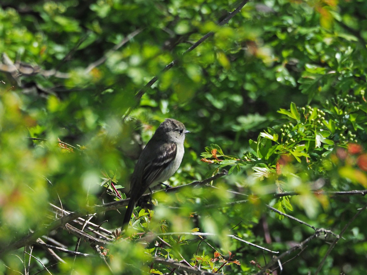 Hammond's Flycatcher - ML227403211