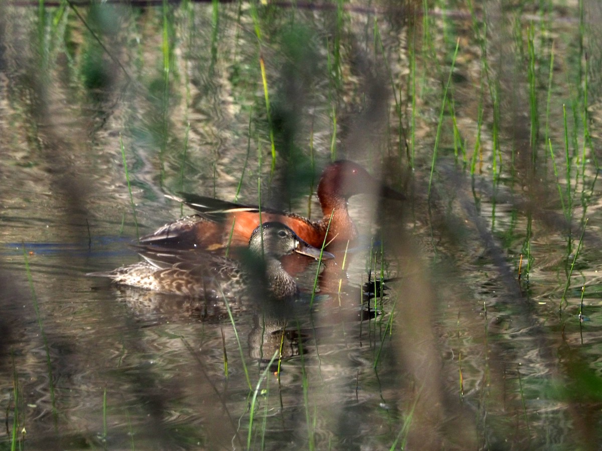 Cinnamon Teal - ML227403261