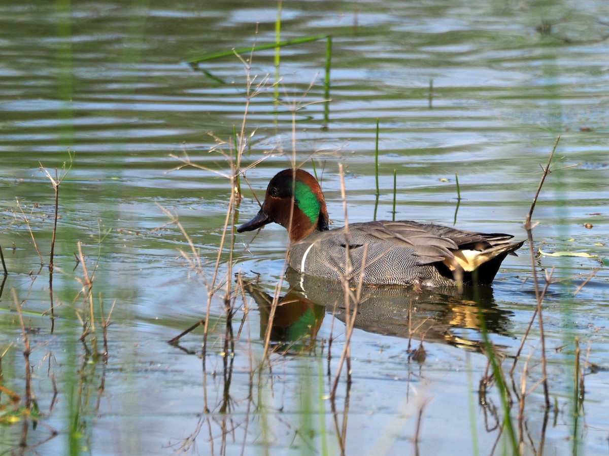 小水鴨(carolinensis) - ML227403311