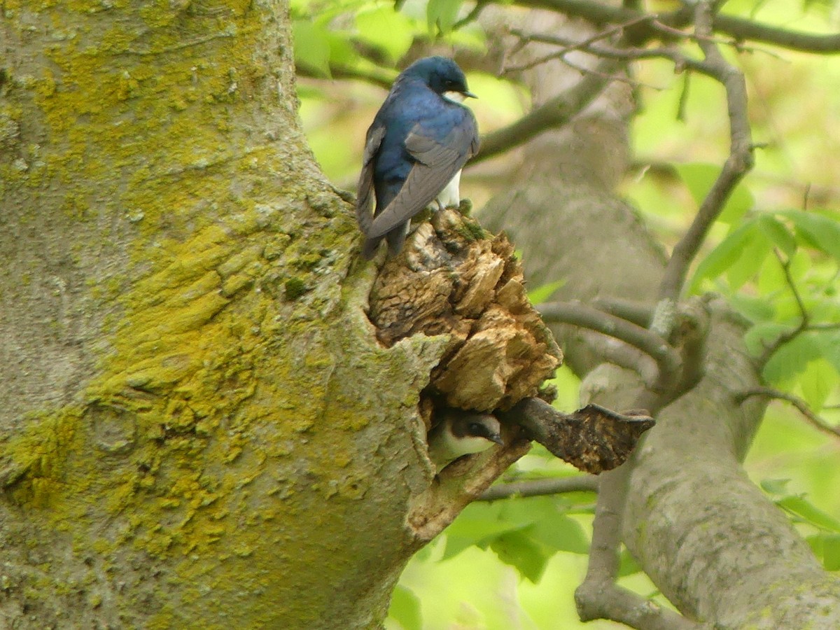 Tree Swallow - ML227404151