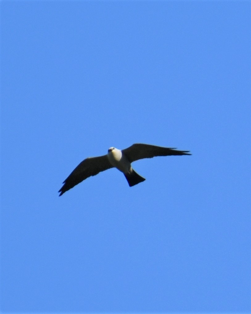 Mississippi Kite - ML227404431