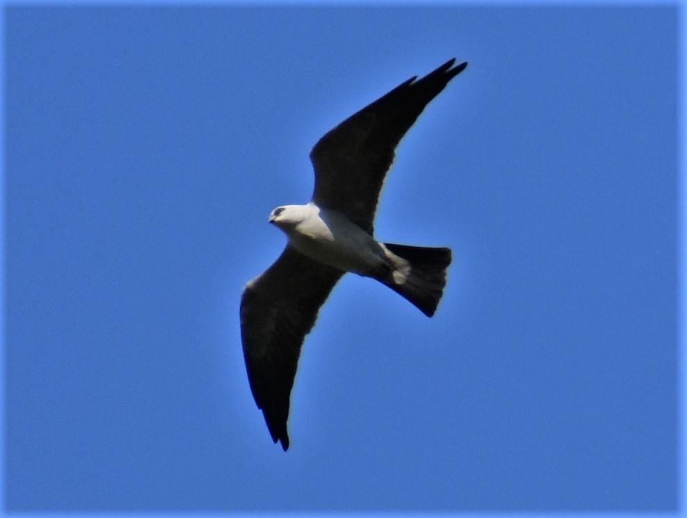 Mississippi Kite - ML227404451