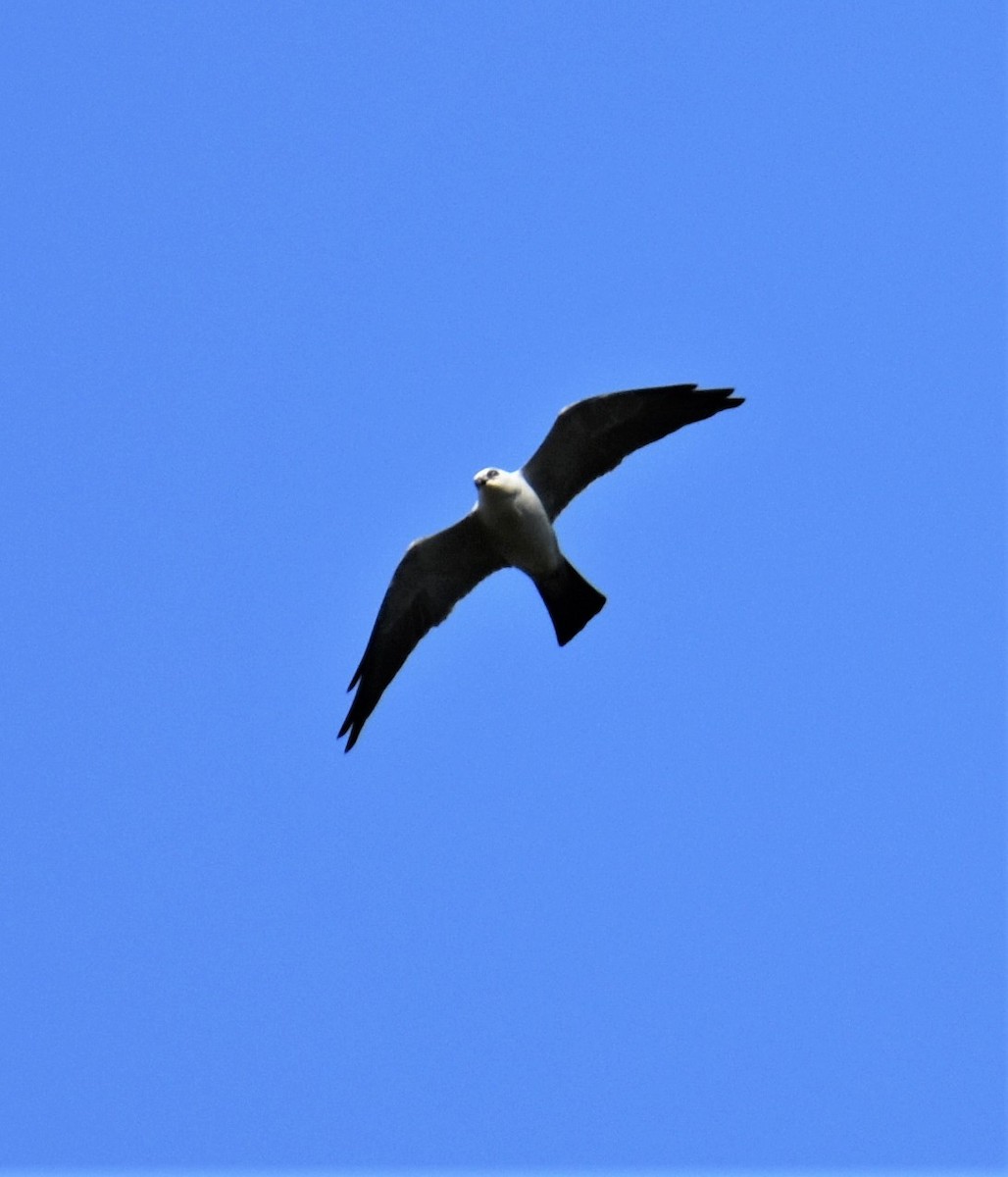 Mississippi Kite - ML227404471