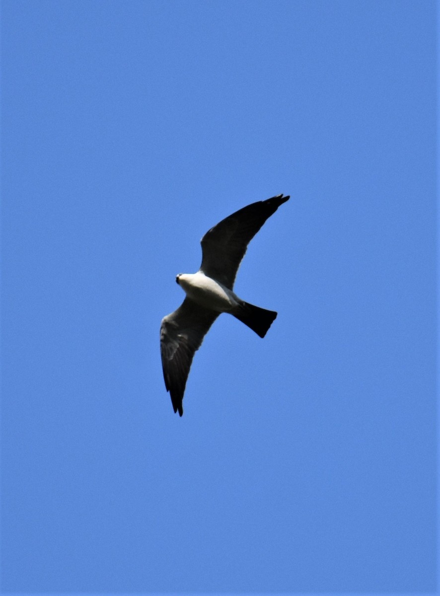 Mississippi Kite - ML227404481