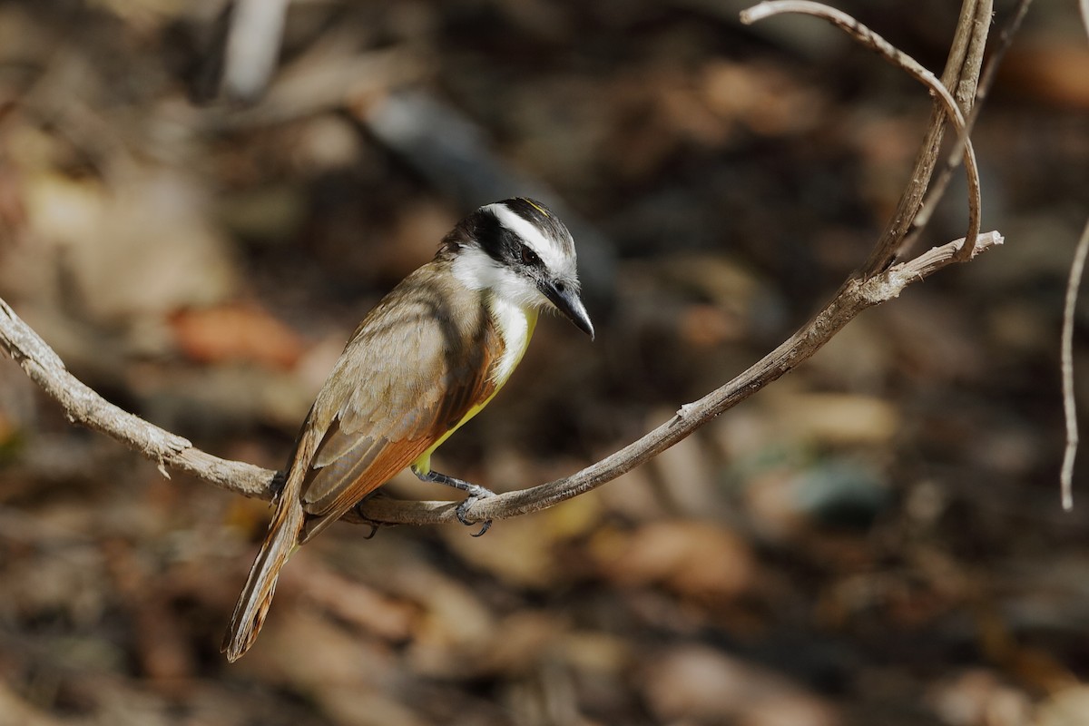 Great Kiskadee - ML227404611