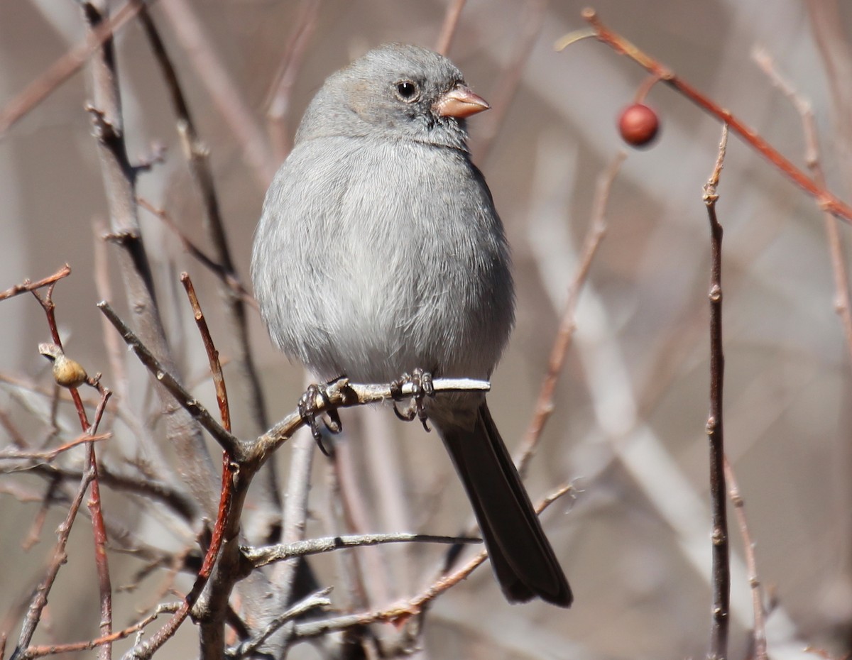 Black-chinned Sparrow - sam hough