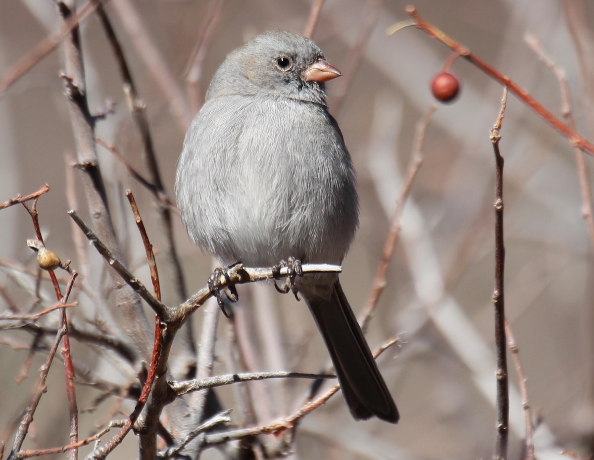 Black-chinned Sparrow - ML22740711