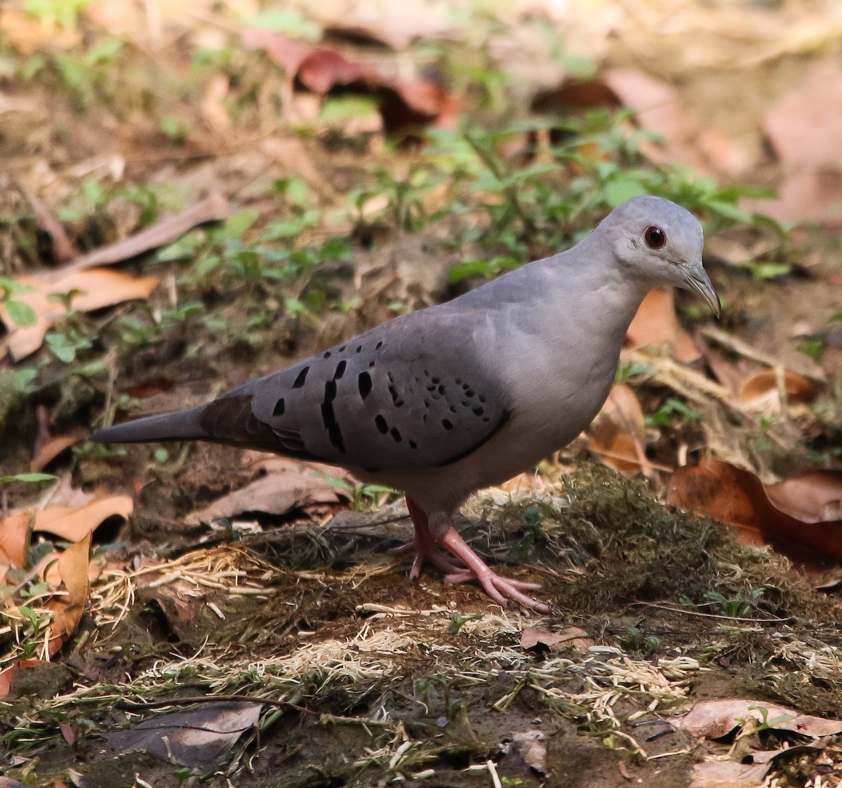 Blue Ground Dove - ML227409121