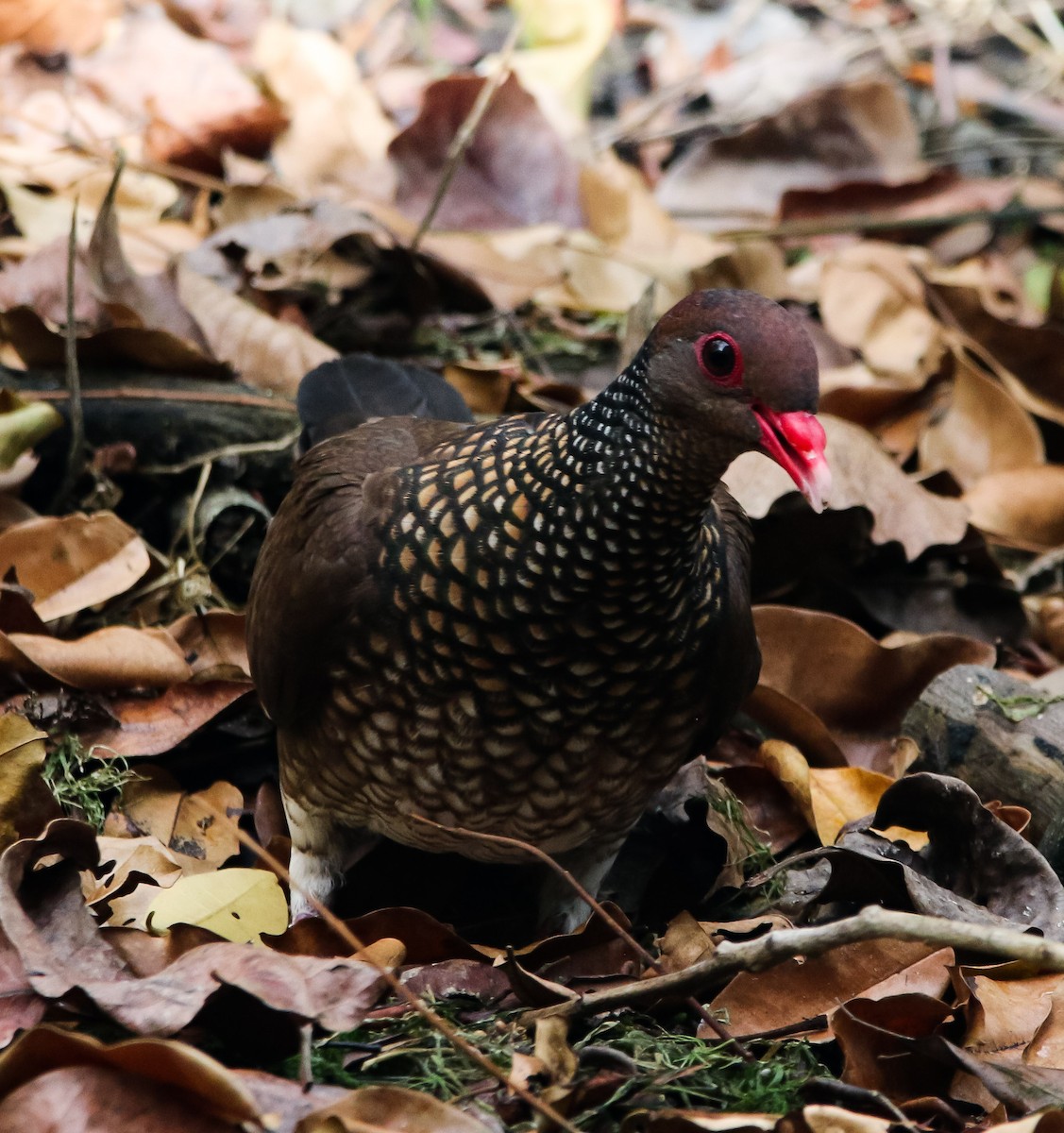 Scaled Pigeon - ML227409651