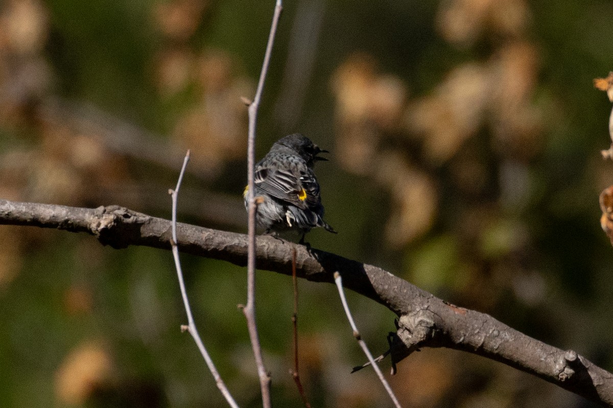 Yellow-rumped Warbler (Audubon's) - ML227410051