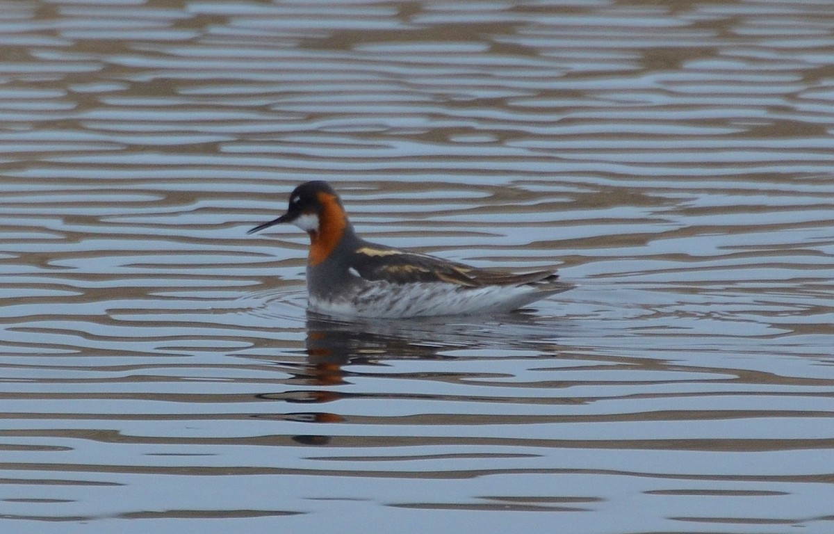 Red-necked Phalarope - ML22741081