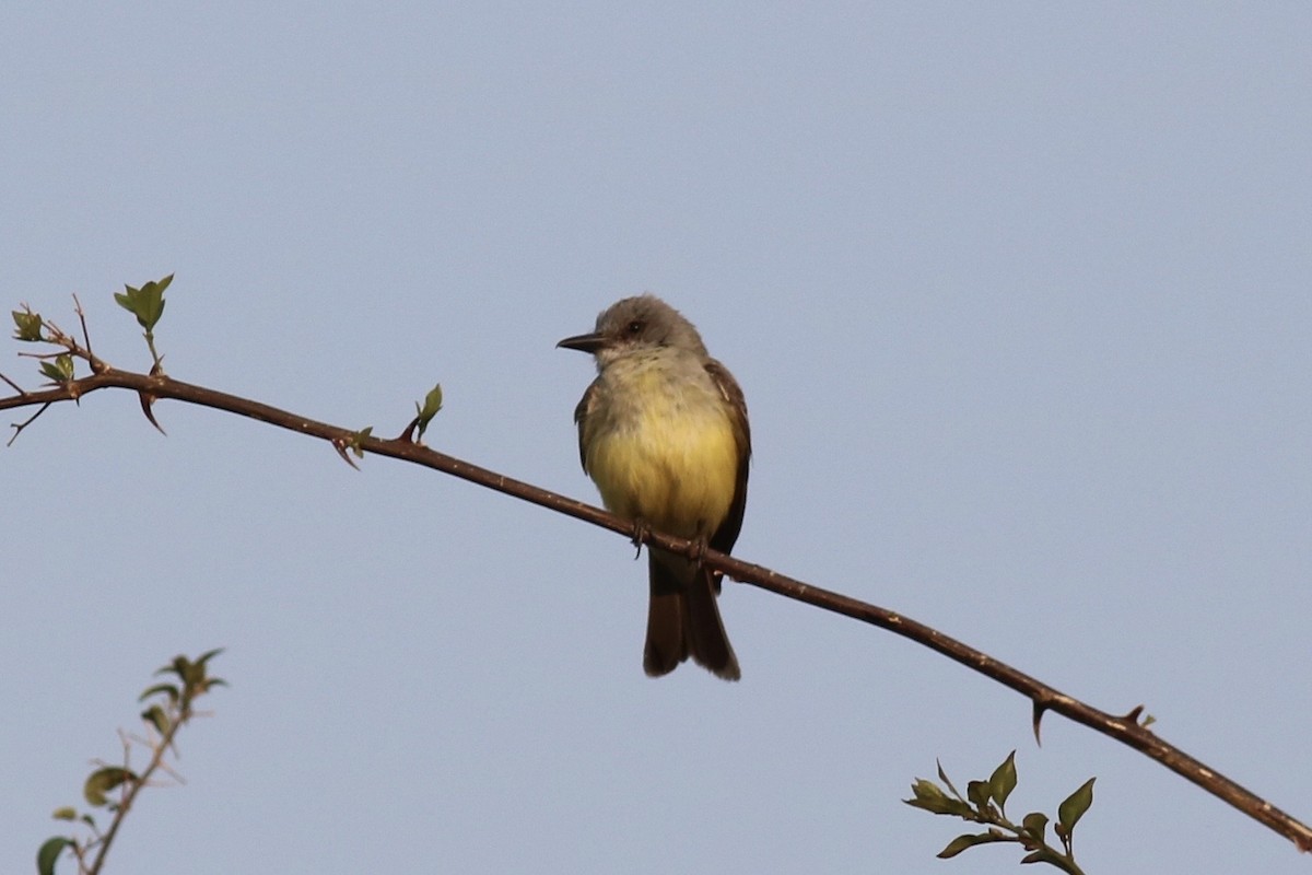 Tropical Kingbird - ML227410971