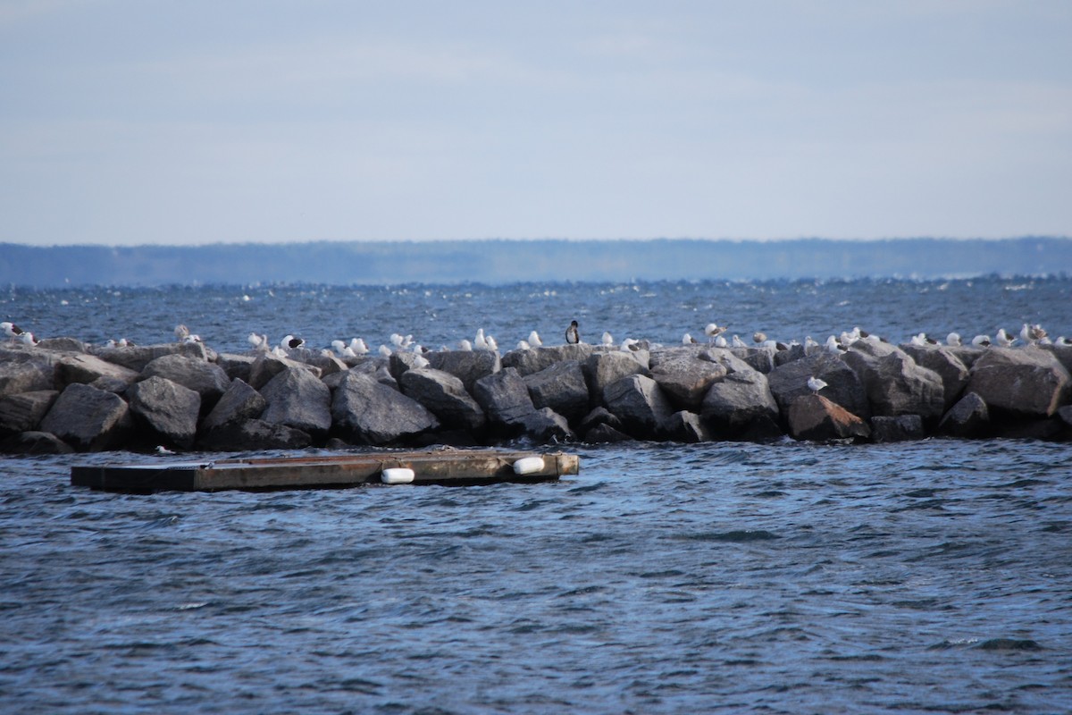 Phalacrocoracidae, unbestimmt - ML22741161