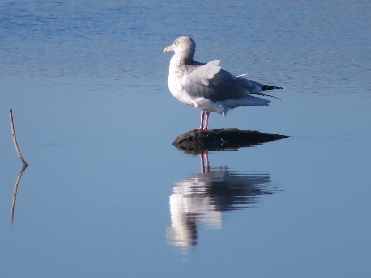 Iceland Gull - ML227413551