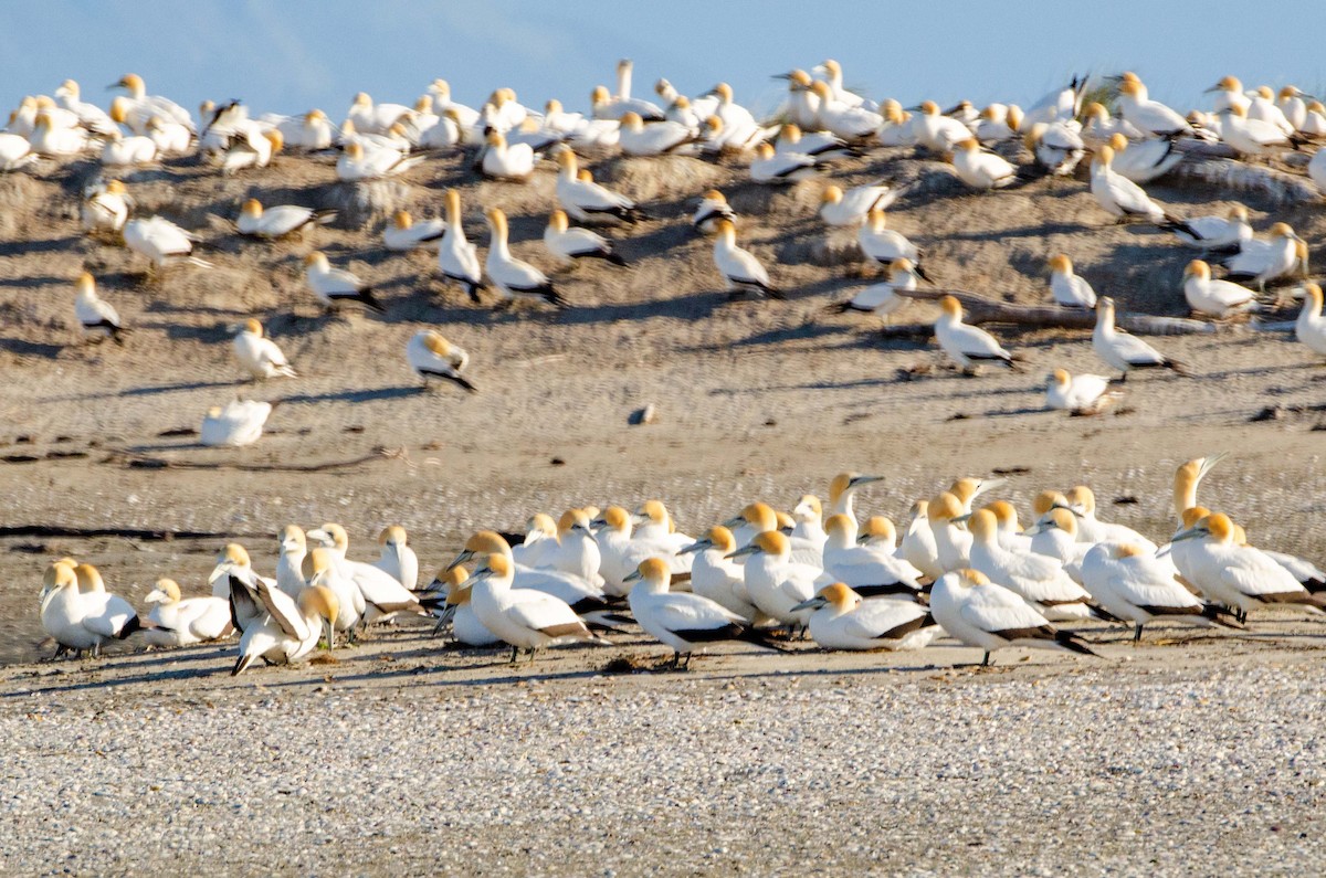 Australasian Gannet - Bob Hasenick