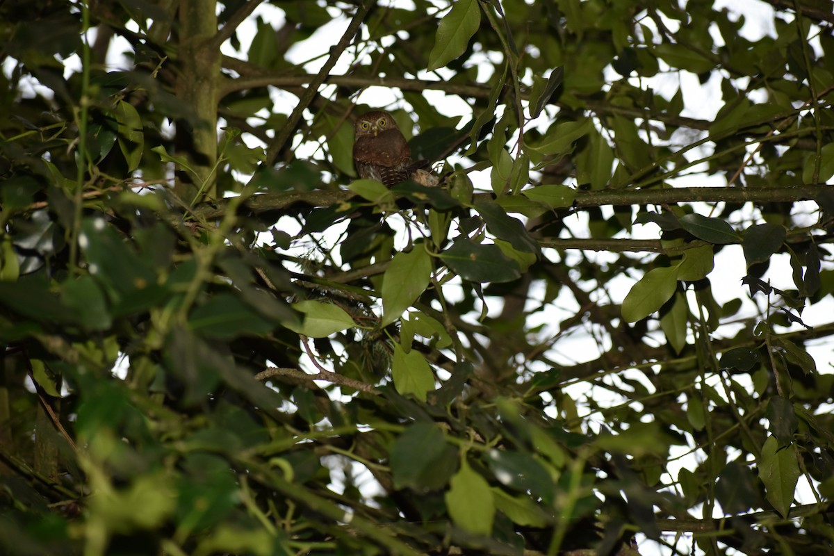 Northern Pygmy-Owl (Pacific) - ML227414521