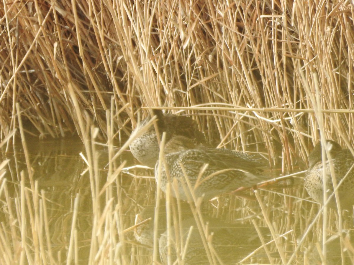 Green-winged Teal (Eurasian) - Sourav Halder