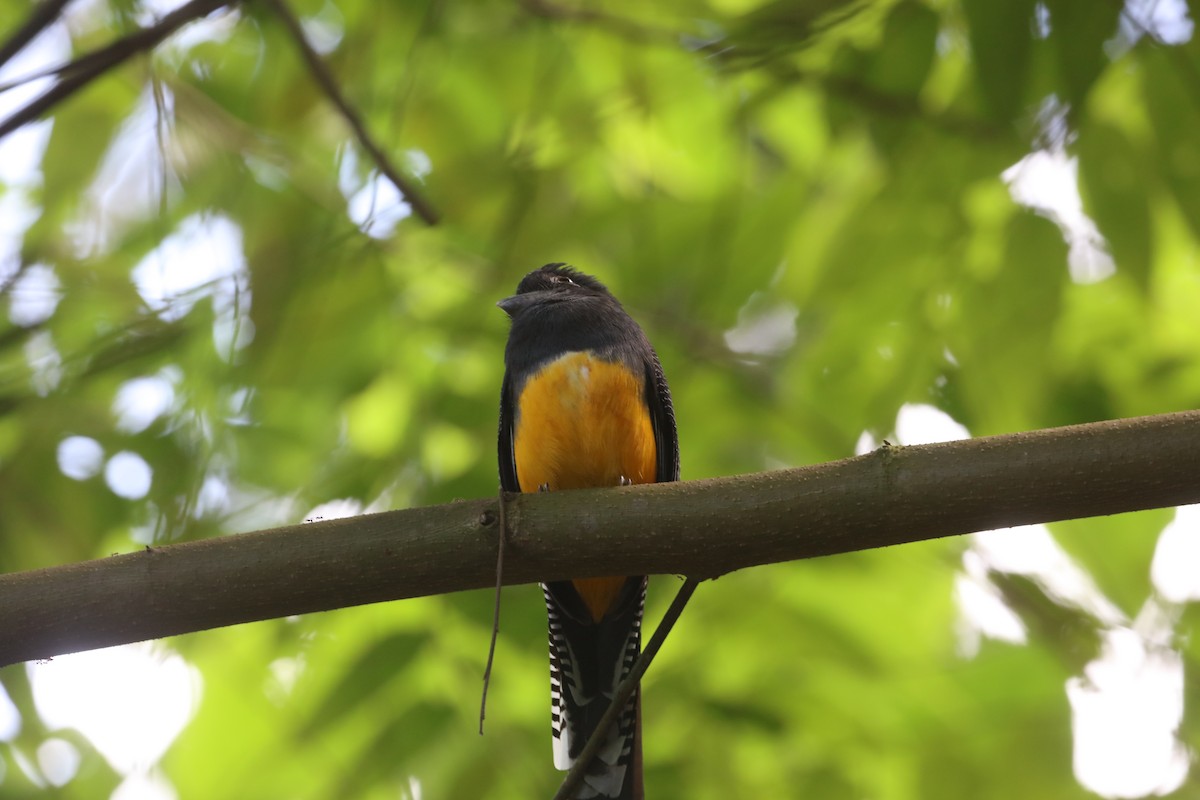 Guianan Trogon - James Swim