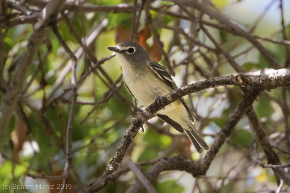 Cassin's Vireo - ML227417711