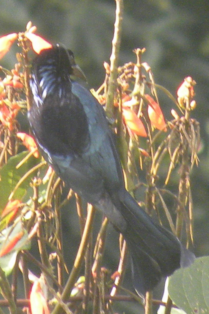 Hair-crested Drongo - ML227419021