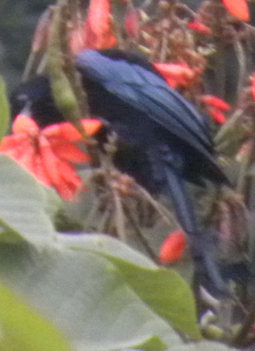 Hair-crested Drongo - ML227419031