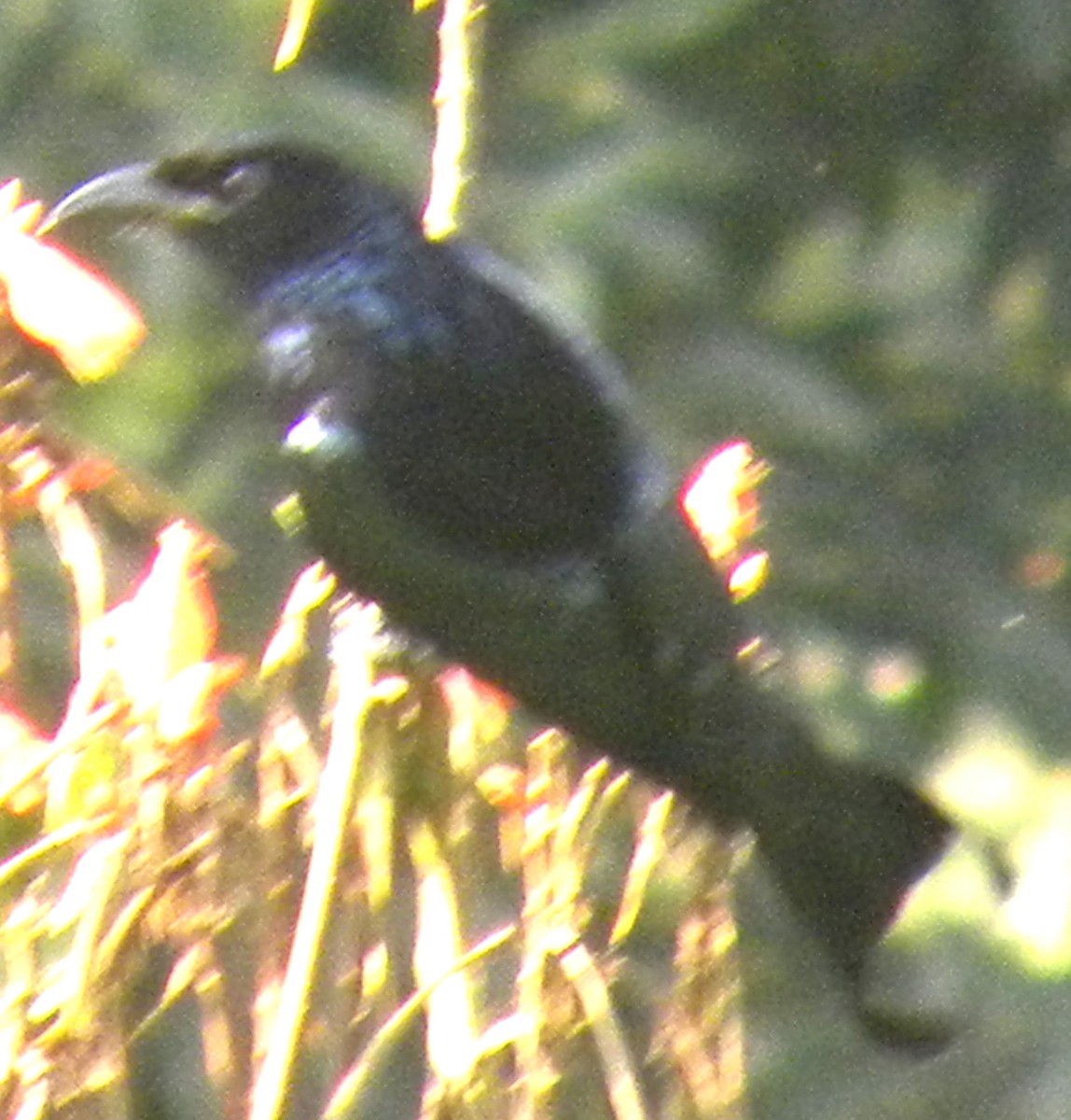 Hair-crested Drongo - ML227419081