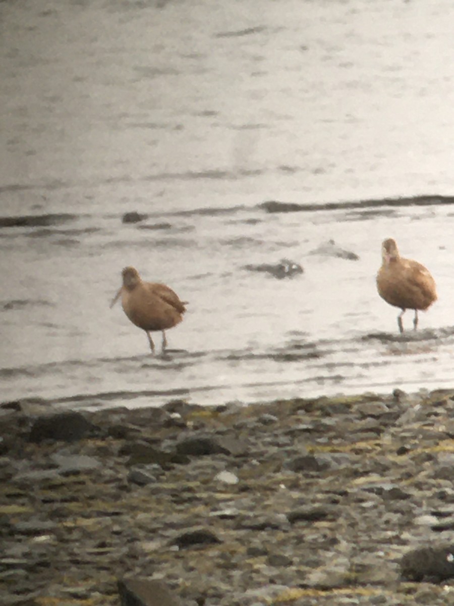 Marbled Godwit - Richard MacIntosh