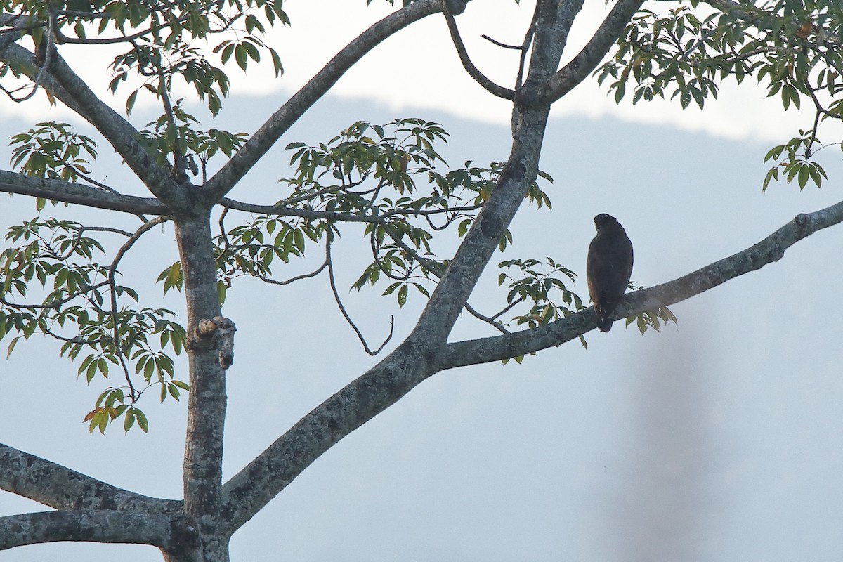 Crested Serpent-Eagle - ML227421501