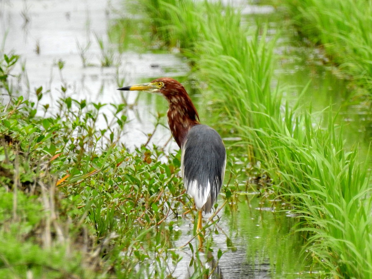 Chinese Pond-Heron - ML227422001