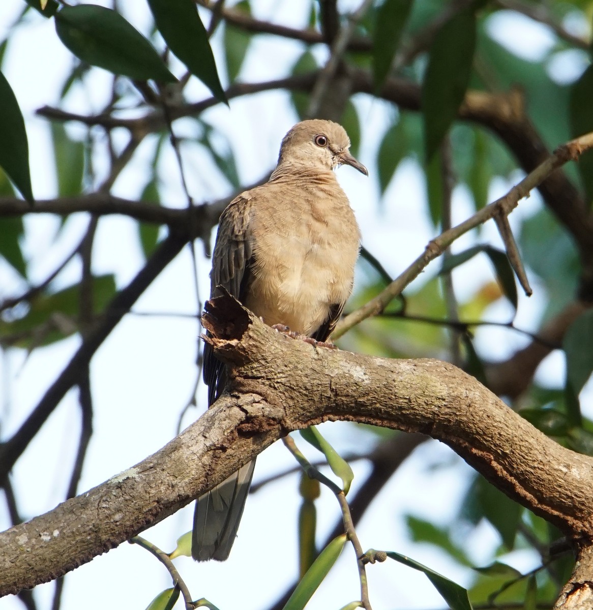 Spotted Dove - ML227422101