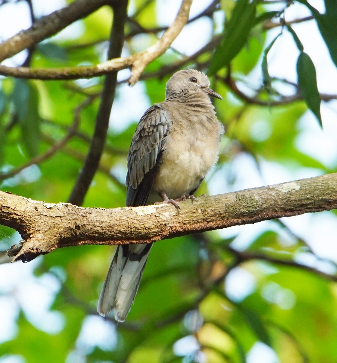 Spotted Dove - ML227422121