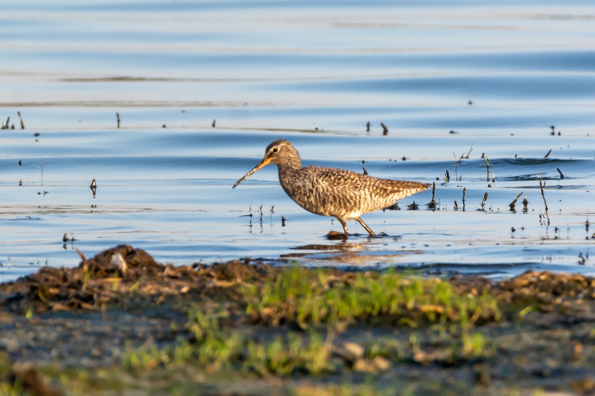 Spotted Redshank - ML227423581