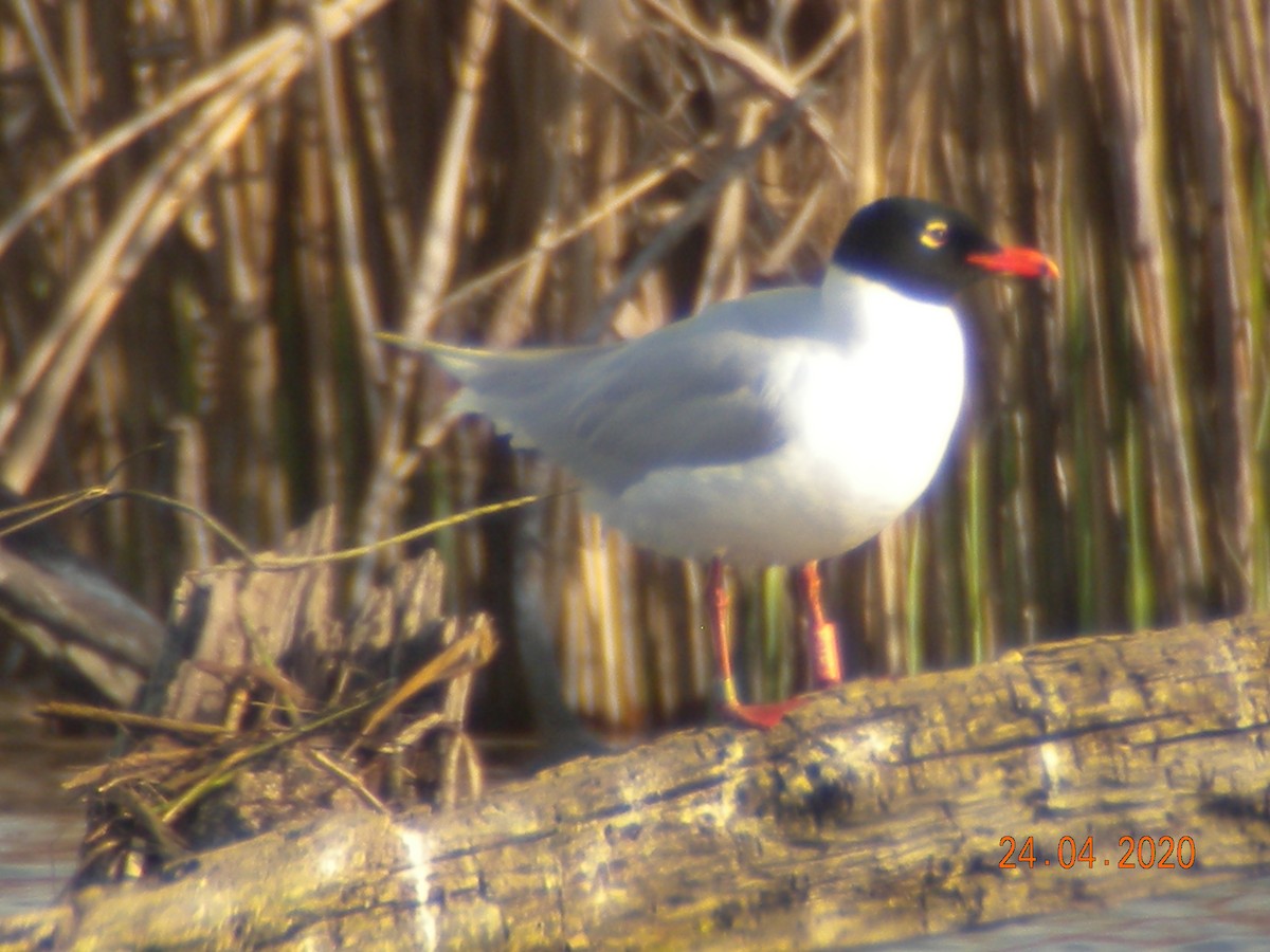 Mediterranean Gull - ML227423941