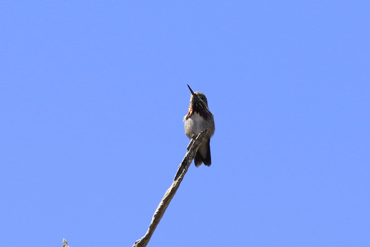Calliope Hummingbird - Eric Tipton