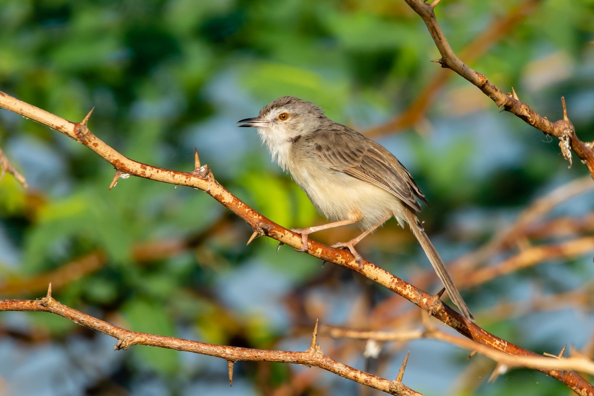 Plain Prinia - ML227424441