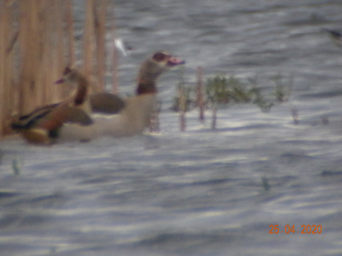 Egyptian Goose - Sławomir Karpicki