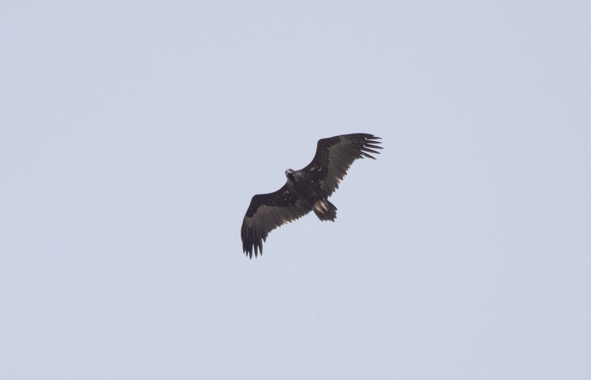 Cinereous Vulture - ML227426221