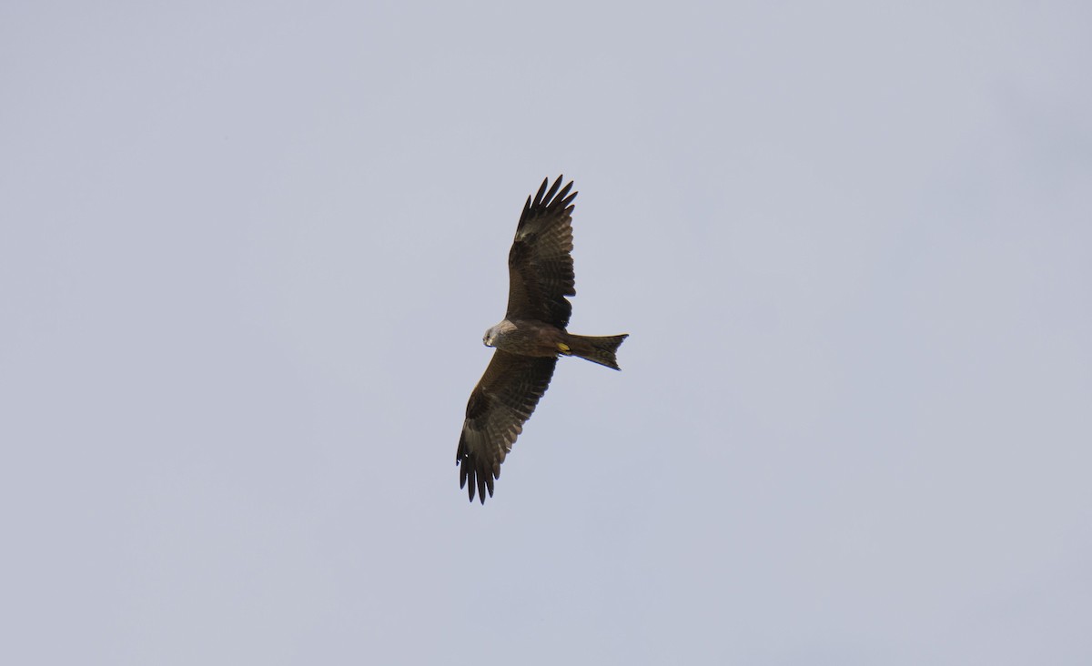 Black Kite - ML227426241