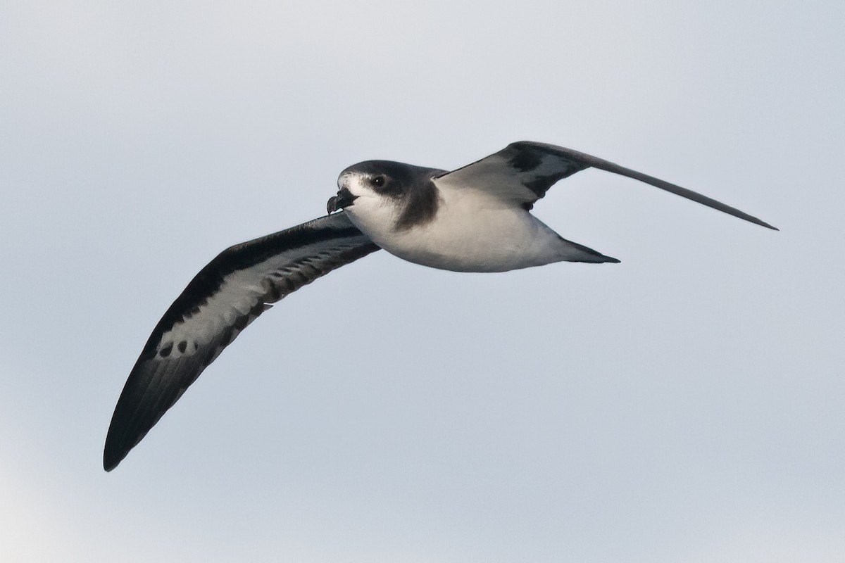 Bermuda Petrel - ML227427851