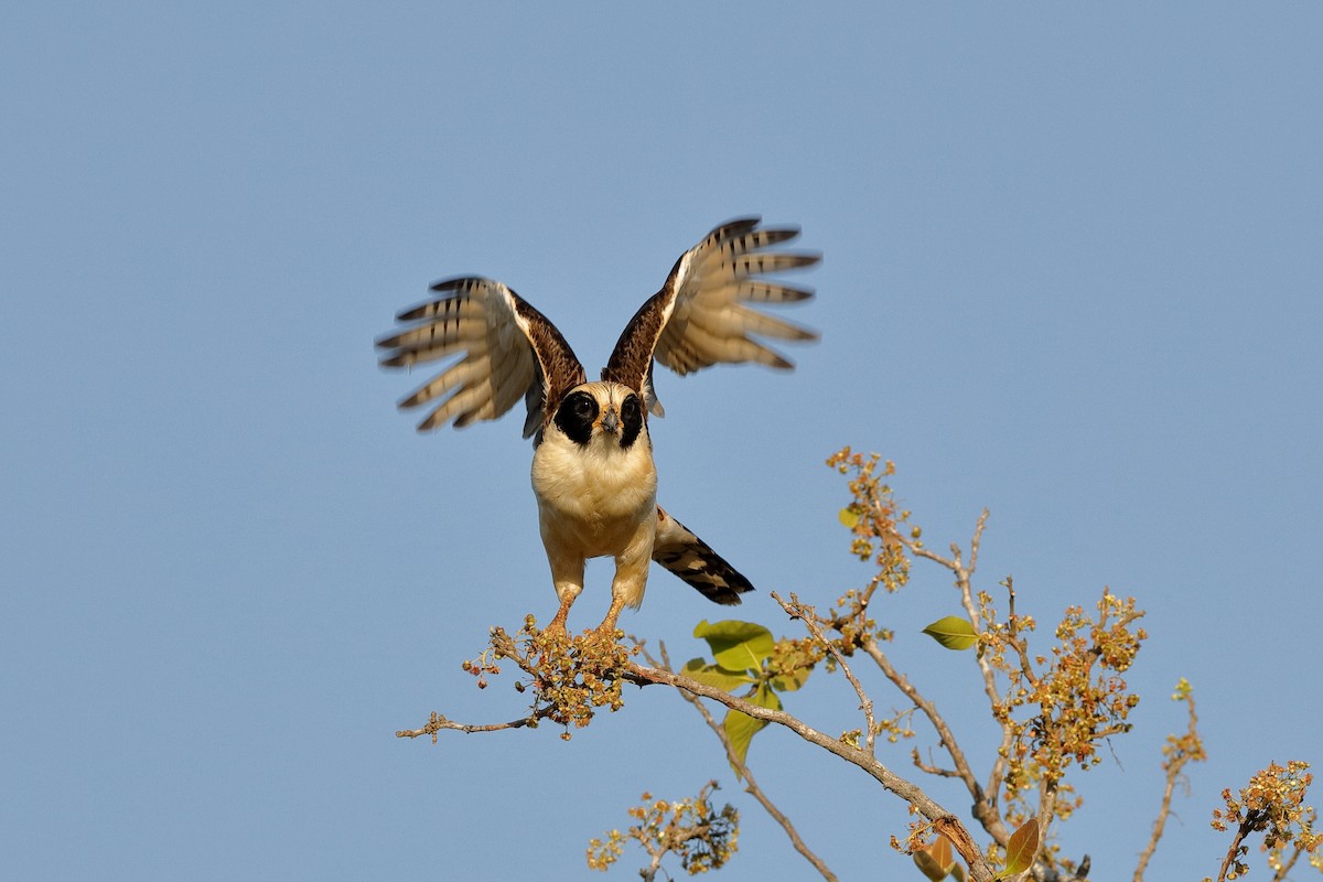 Laughing Falcon - ML227427881