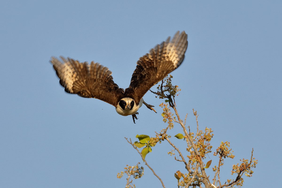 Laughing Falcon - Holger Teichmann