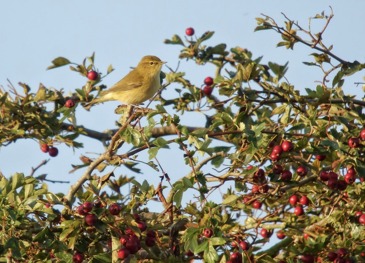 Common Chiffchaff - Simon Colenutt