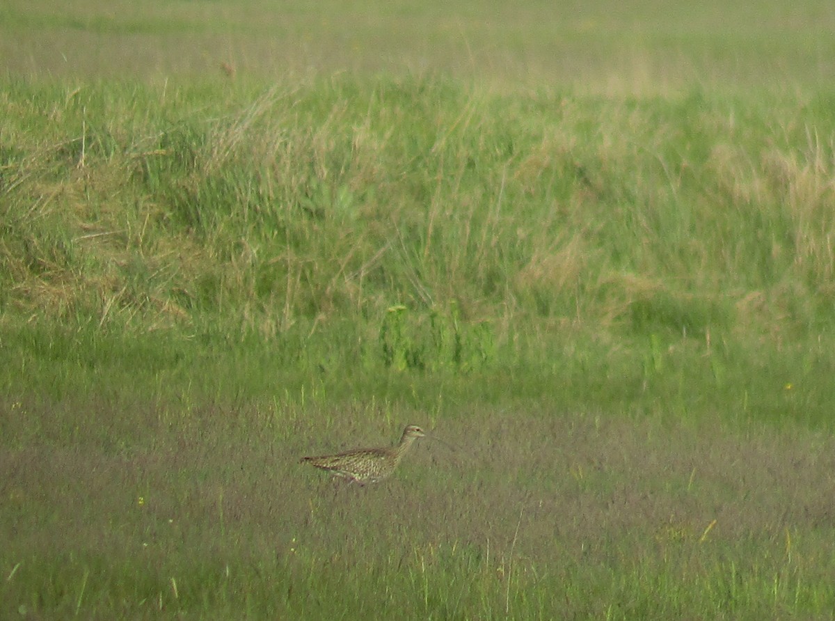 Whimbrel - Tamas Zeke