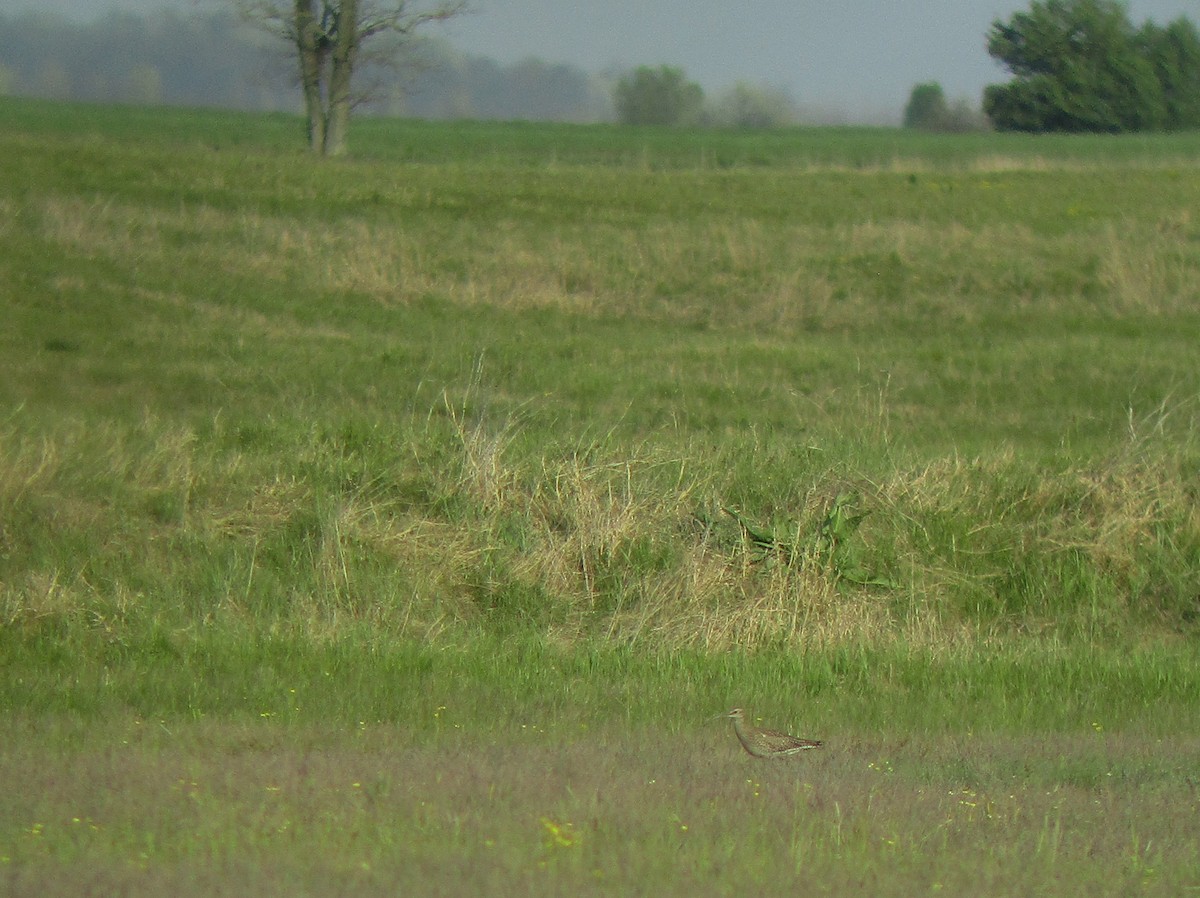 Whimbrel - Tamas Zeke