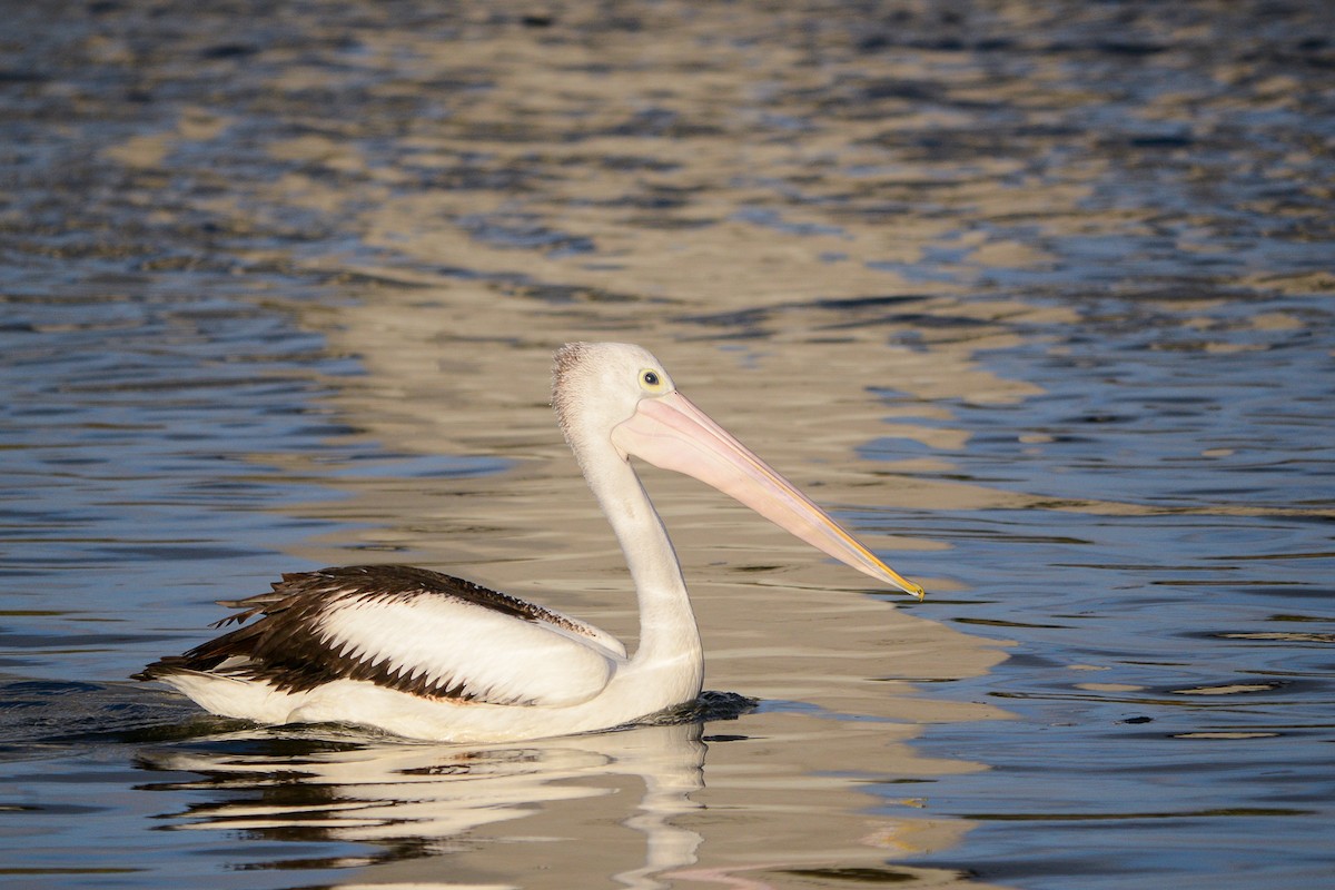 Australian Pelican - ML227431011