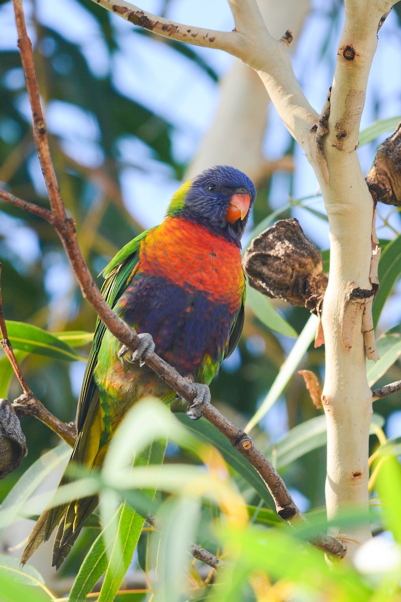 Rainbow Lorikeet - ML227431051