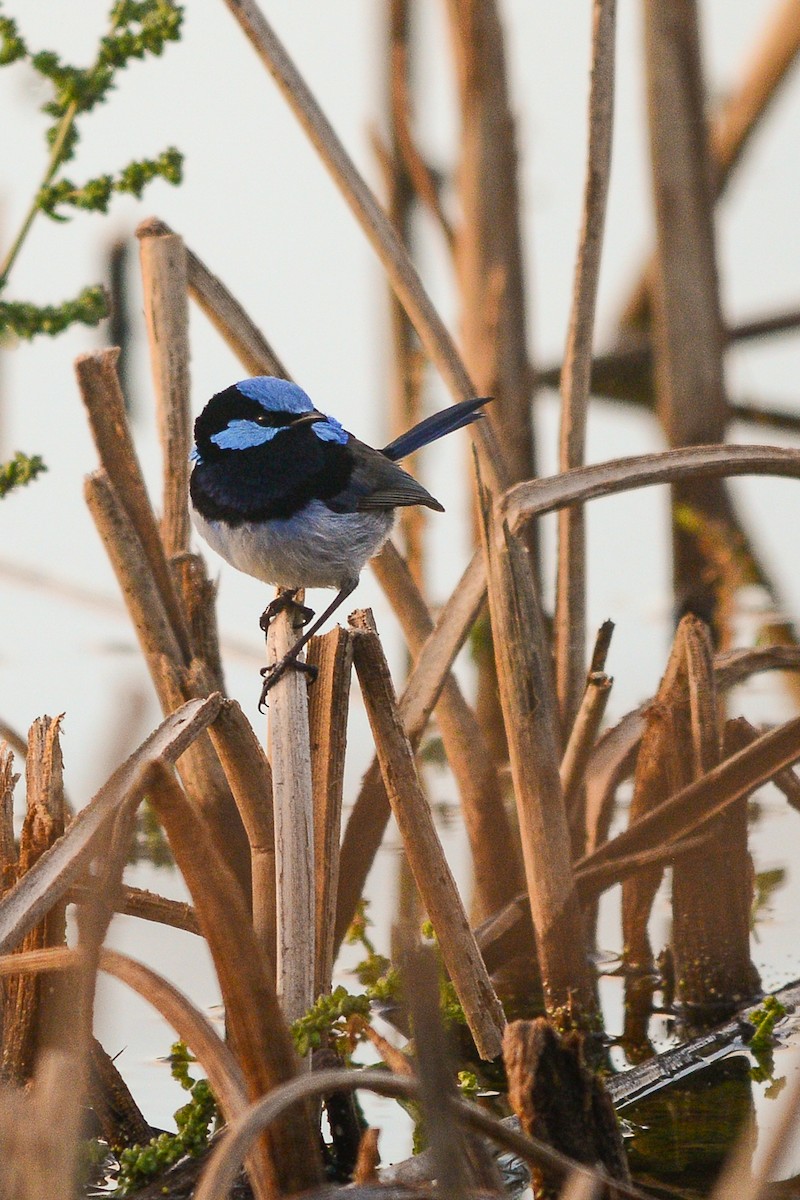 Superb Fairywren - ML227431081