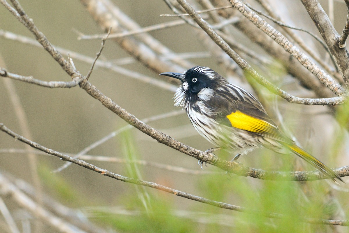 New Holland Honeyeater - ML227431151