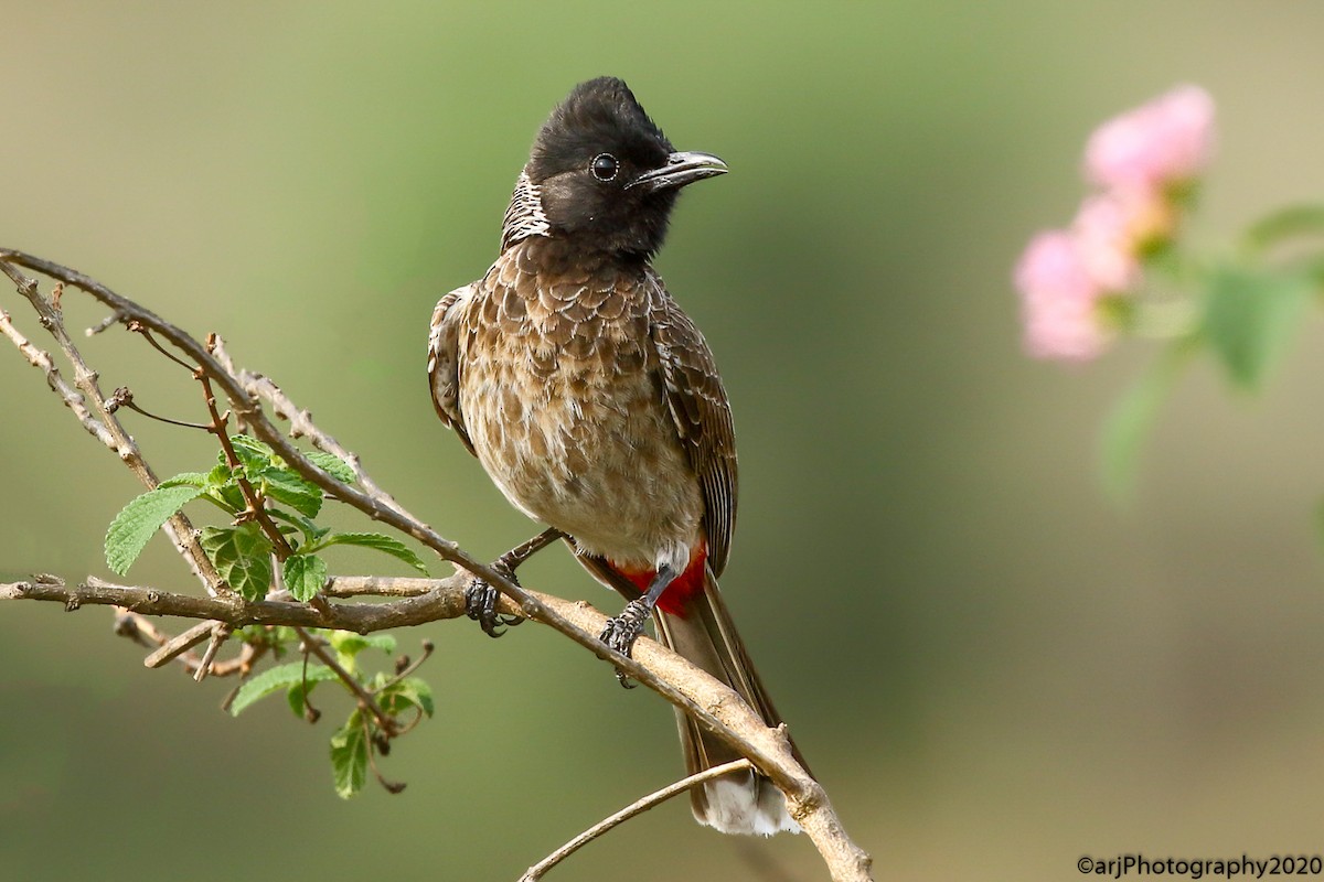 Red-vented Bulbul - ML227433251