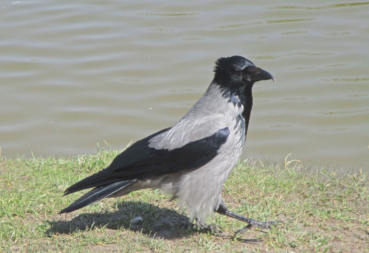 Hooded Crow - Tamas Zeke